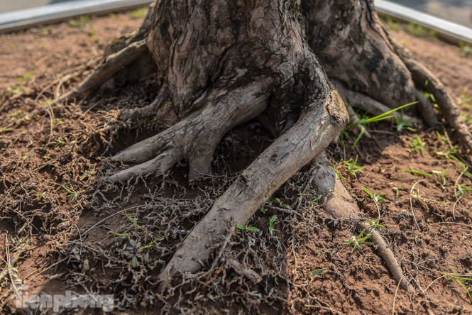 Tùng thế giá nửa tỷ xuống phố 'thách thức' đại gia ảnh 5