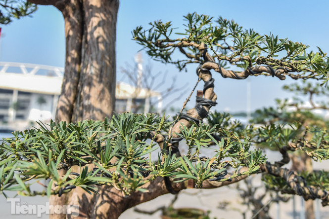 Tùng thế giá nửa tỷ xuống phố 'thách thức' đại gia ảnh 6