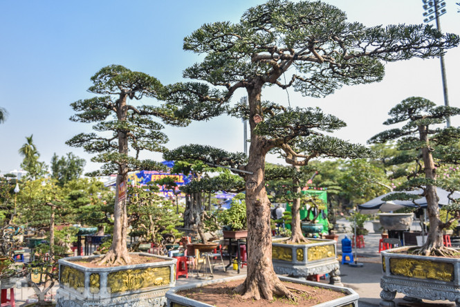 Tùng thế giá nửa tỷ xuống phố 'thách thức' đại gia ảnh 2