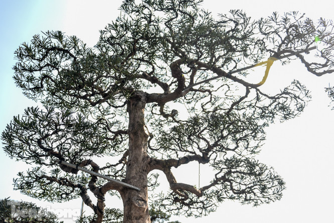 Tùng thế giá nửa tỷ xuống phố 'thách thức' đại gia ảnh 3