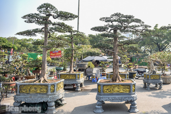 Tùng thế giá nửa tỷ xuống phố 'thách thức' đại gia ảnh 1