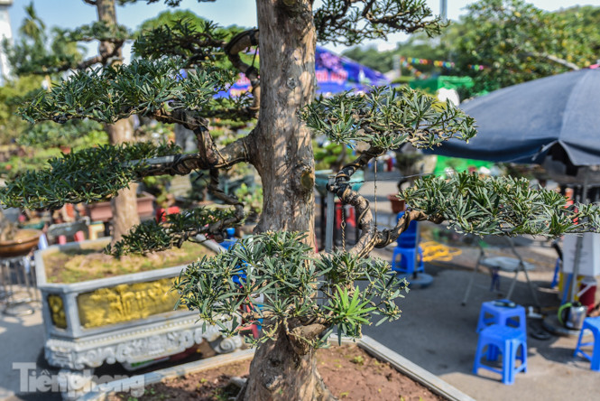 Tùng thế giá nửa tỷ xuống phố 'thách thức' đại gia ảnh 8