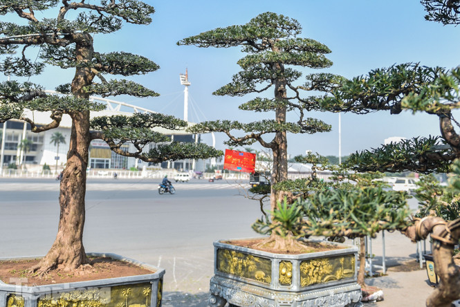 Tùng thế giá nửa tỷ xuống phố 'thách thức' đại gia ảnh 9