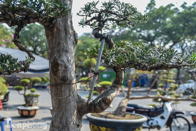 Tùng thế giá nửa tỷ xuống phố 'thách thức' đại gia ảnh 4