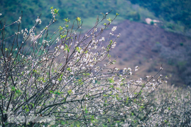 Mê mẩn mùa hoa mận nở trắng trời Mộc Châu ảnh 5