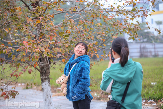 Đẹp ngỡ ngàng với hàng phong thay lá đỏ giữa Hà Nội ảnh 9