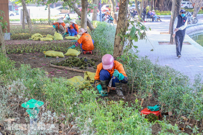 Hà Nội rực rỡ hoa chào mừng Đại hội Đảng lần thứ XIII ảnh 7