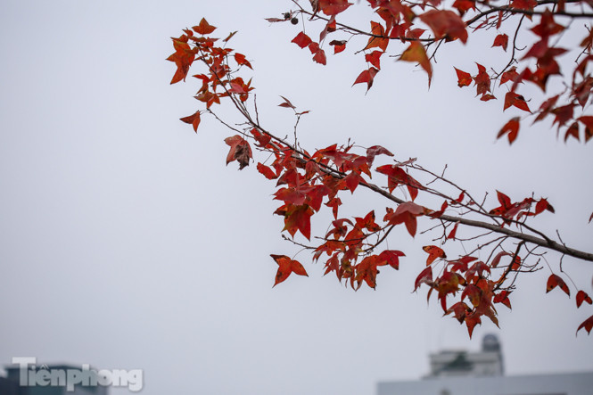 Đẹp ngỡ ngàng với hàng phong thay lá đỏ giữa Hà Nội ảnh 10