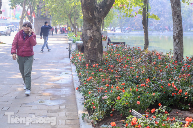 Hà Nội rực rỡ hoa chào mừng Đại hội Đảng lần thứ XIII ảnh 6