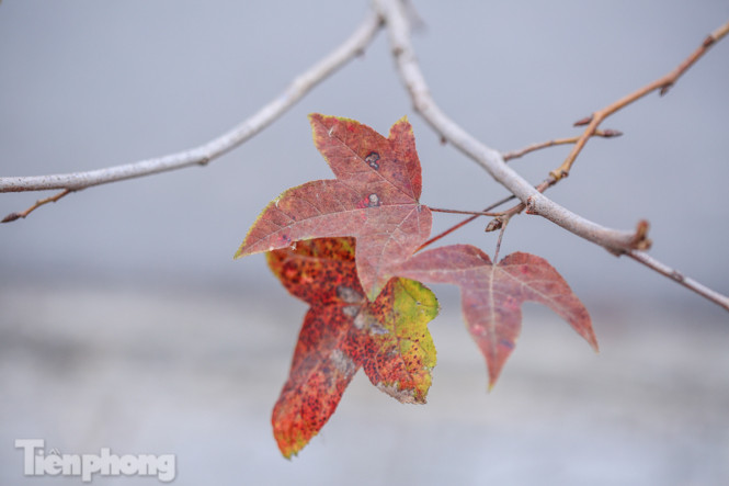 Đẹp ngỡ ngàng với hàng phong thay lá đỏ giữa Hà Nội ảnh 12