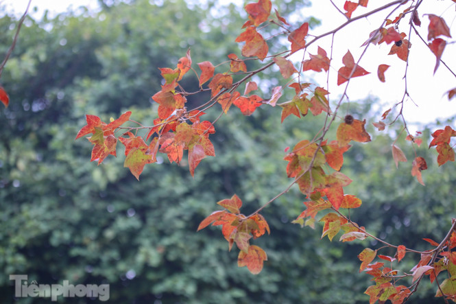 Đẹp ngỡ ngàng với hàng phong thay lá đỏ giữa Hà Nội ảnh 8