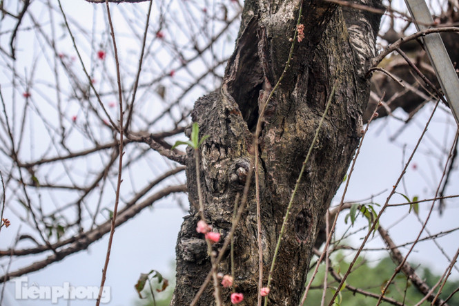 Sở hữu đào cổ thụ cao hơn 3m, chủ vườn quyết 'giữ lộc' không bán ảnh 5
