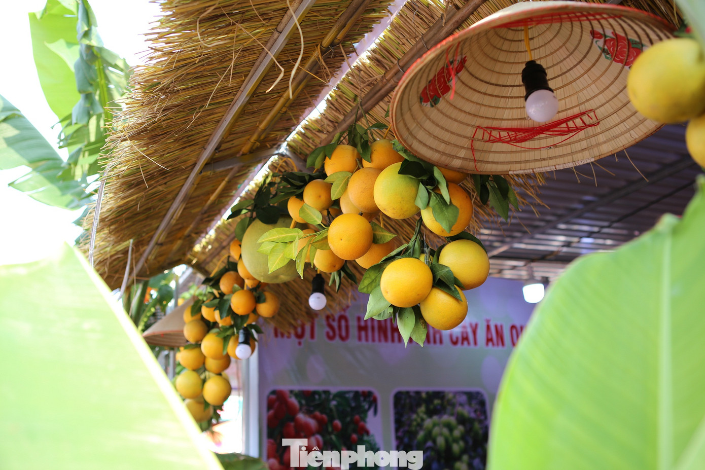 Đặc sắc hội chợ cam, bưởi ở Bắc Giang ảnh 9