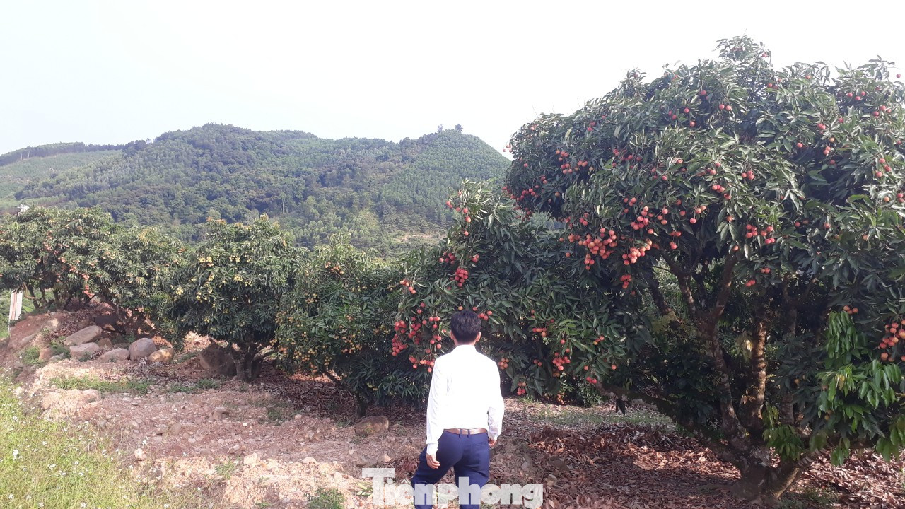 Cho 309 thương nhân Trung Quốc sang Việt Nam mua vải thiều ảnh 2