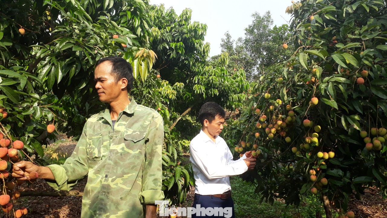 Cho 309 thương nhân Trung Quốc sang Việt Nam mua vải thiều ảnh 1