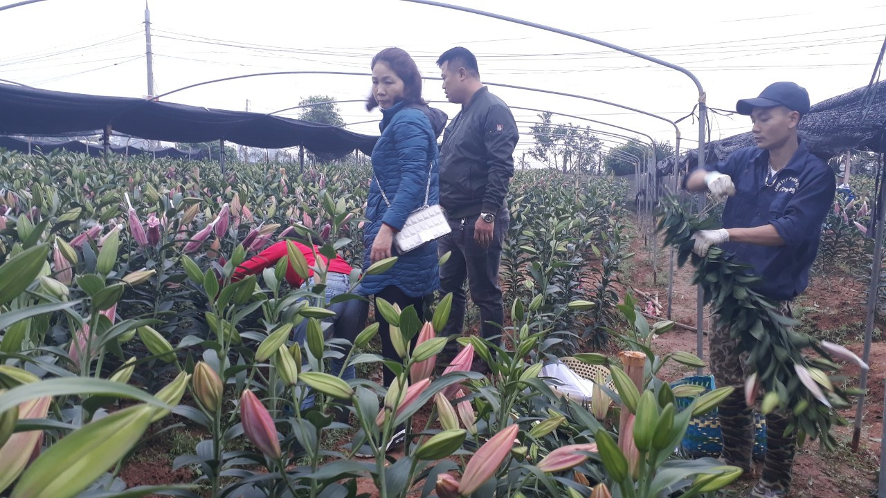 Bên trong vựa hoa lớn nhất Bắc Giang ngày giáp Tết ảnh 2