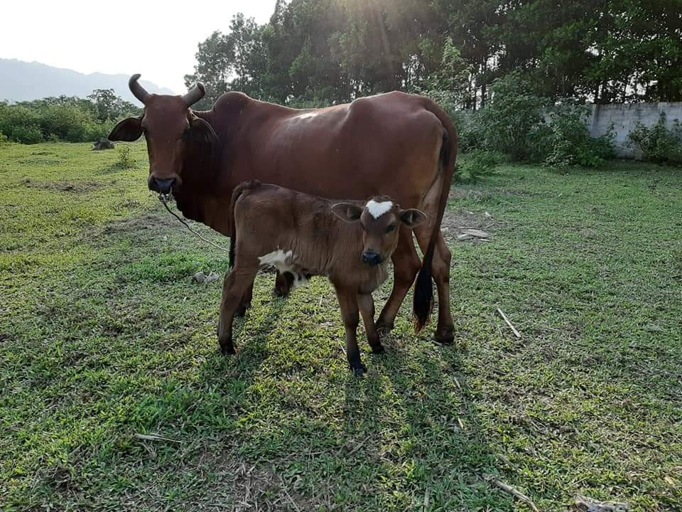 Bò con sinh ra có sẵn hình trái tim trên đầu siêu đáng yêu tại Hà Nội ảnh 2