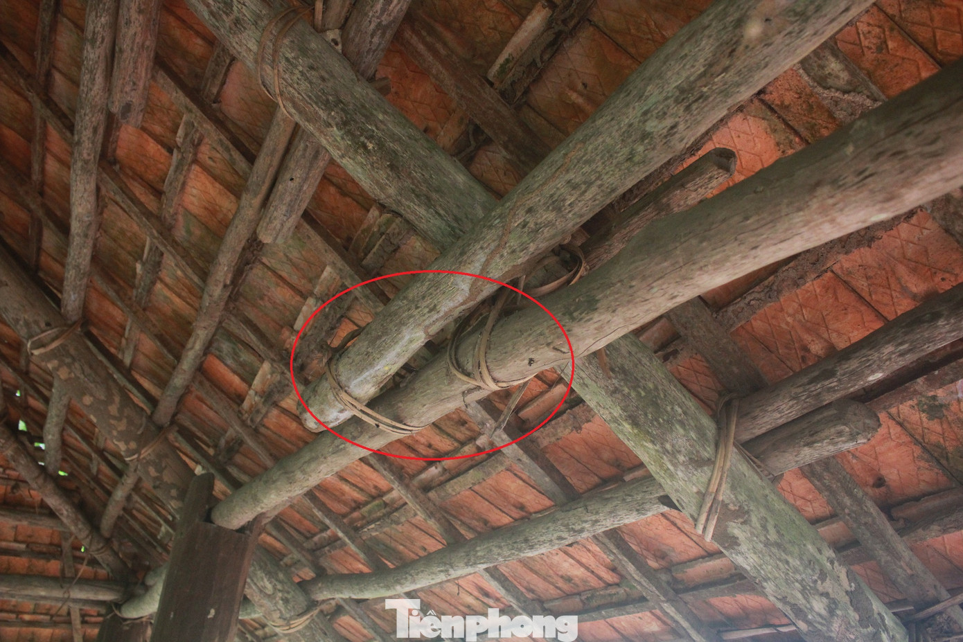 Cận cảnh khu rừng lim lạ 'trăm năm' tuổi ở Bắc Giang ảnh 6