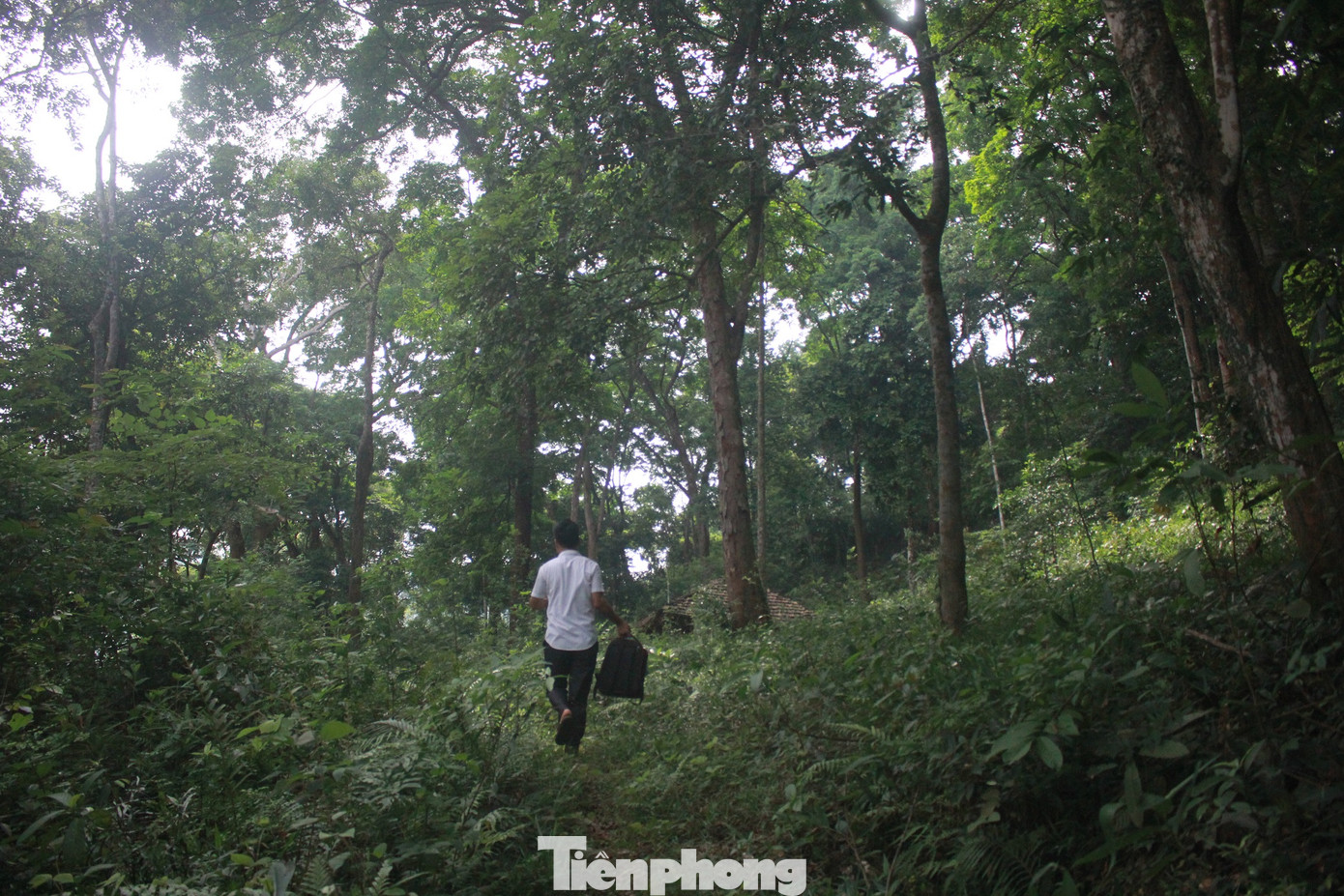 Cận cảnh khu rừng lim lạ 'trăm năm' tuổi ở Bắc Giang ảnh 3