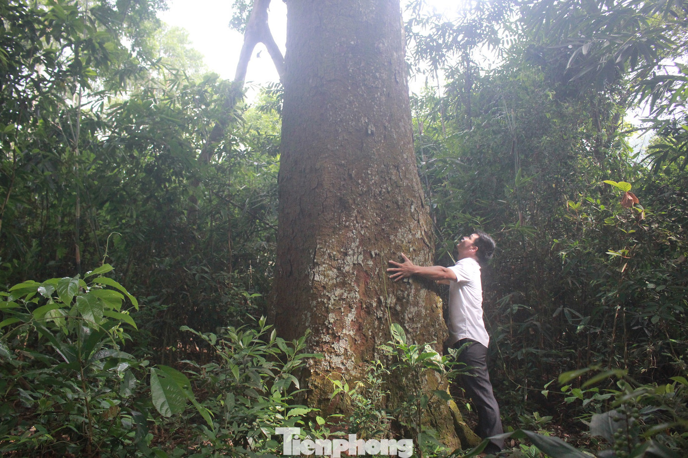 Cận cảnh khu rừng lim lạ 'trăm năm' tuổi ở Bắc Giang ảnh 2