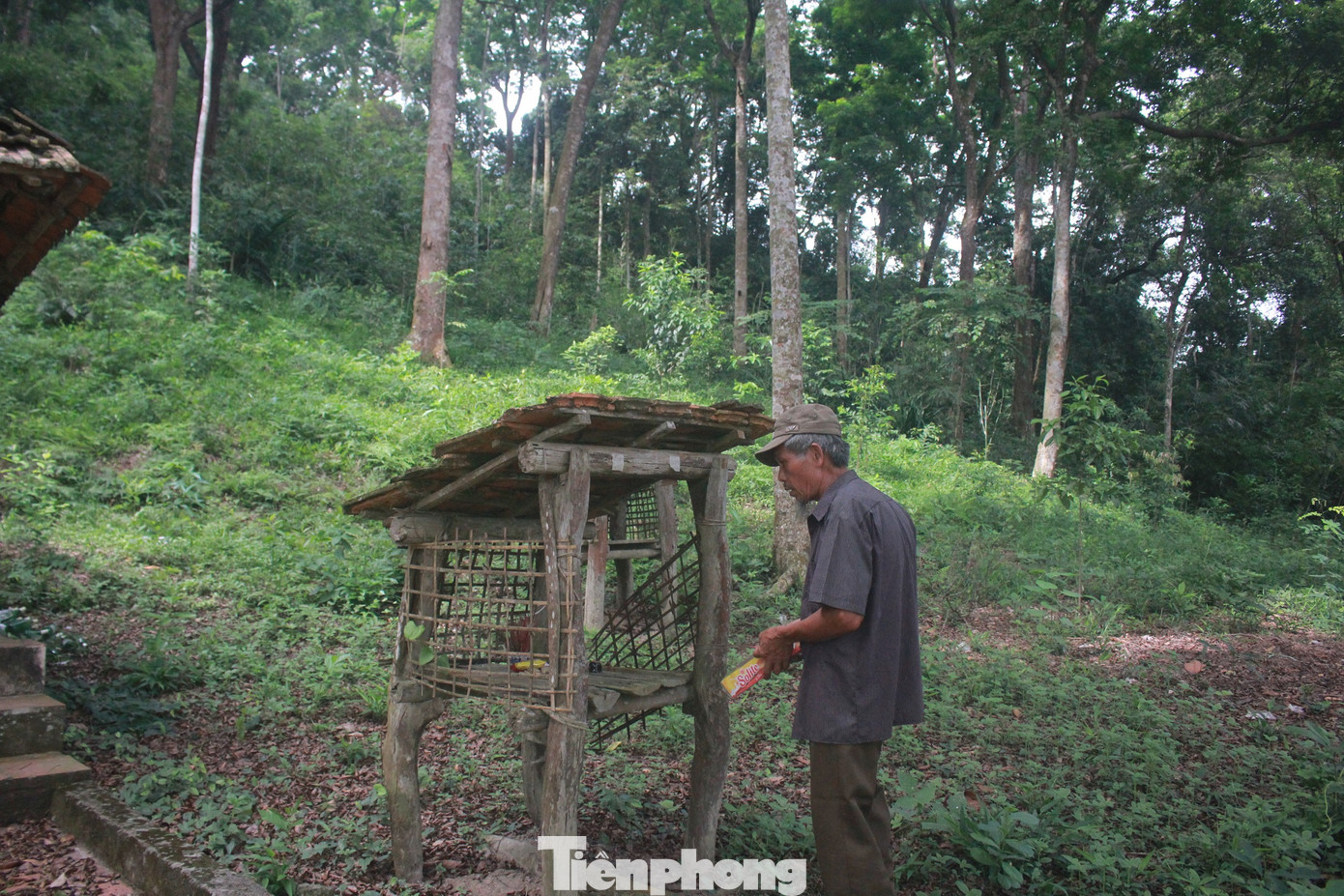 Cận cảnh khu rừng lim lạ 'trăm năm' tuổi ở Bắc Giang ảnh 5
