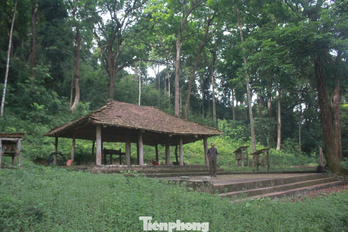 Cận cảnh khu rừng lim lạ 'trăm năm' tuổi ở Bắc Giang ảnh 4