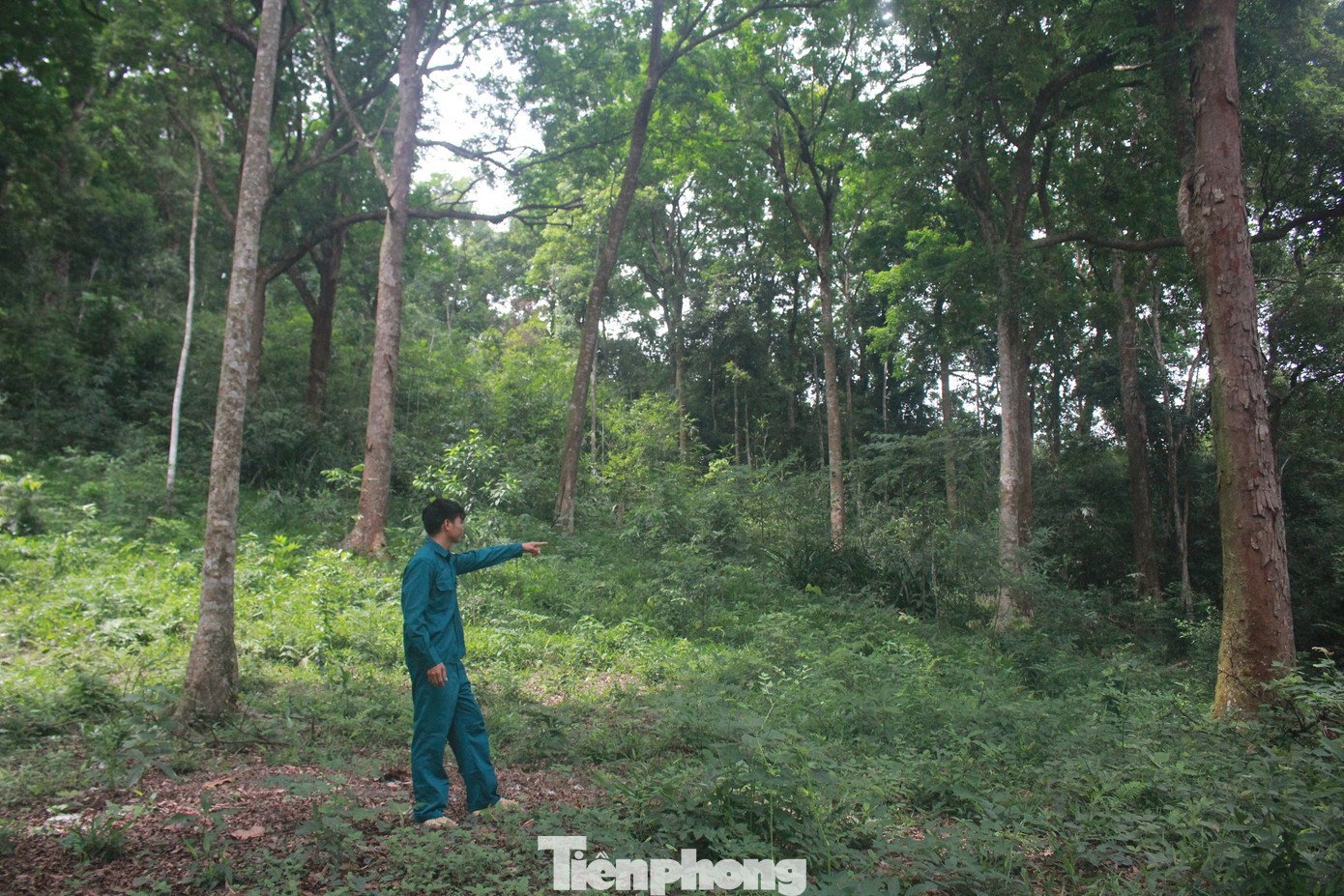 Cận cảnh khu rừng lim lạ 'trăm năm' tuổi ở Bắc Giang ảnh 7