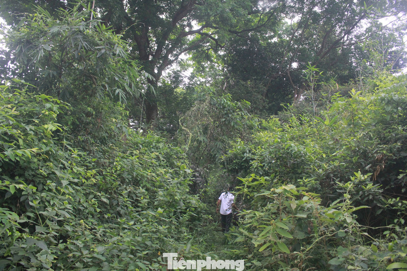 Cận cảnh khu rừng lim lạ 'trăm năm' tuổi ở Bắc Giang ảnh 1