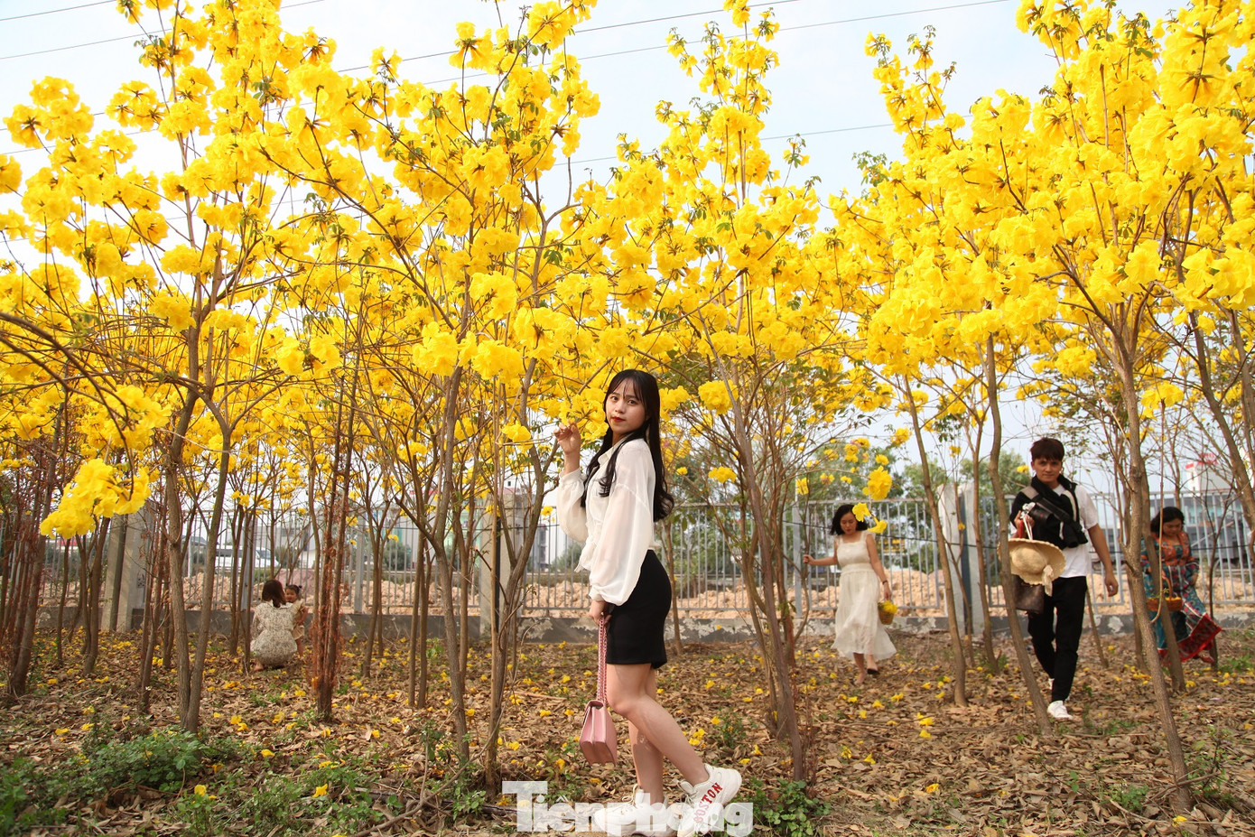 Nghìn người đổ về chiêm ngưỡng vườn hoa Phong Linh vàng rực rỡ ở Bắc Giang ảnh 2