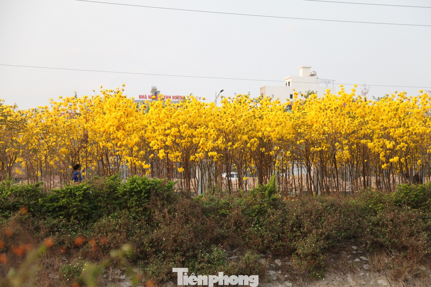 Nghìn người đổ về chiêm ngưỡng vườn hoa Phong Linh vàng rực rỡ ở Bắc Giang ảnh 11
