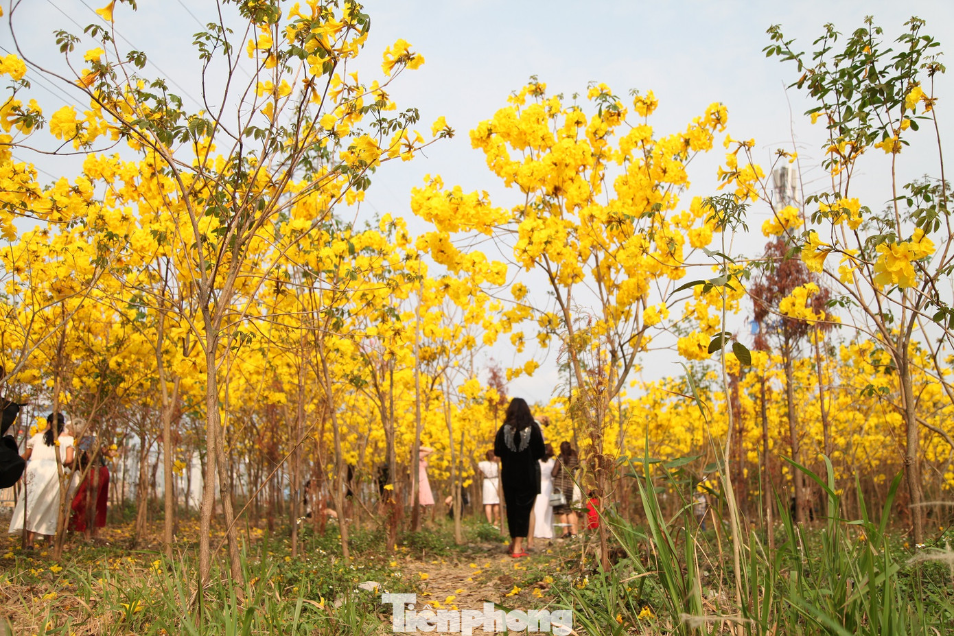Nghìn người đổ về chiêm ngưỡng vườn hoa Phong Linh vàng rực rỡ ở Bắc Giang ảnh 9