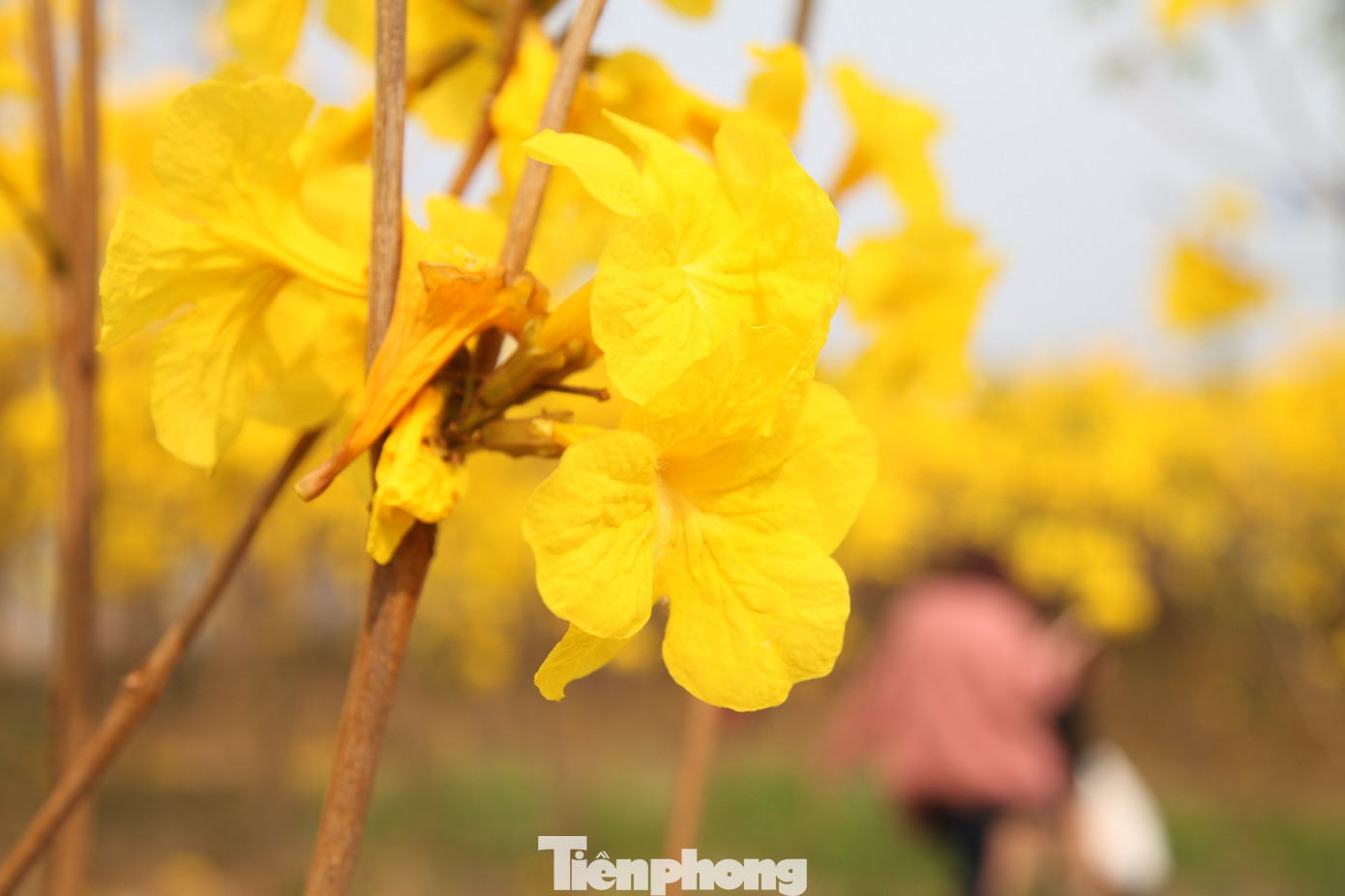 Nghìn người đổ về chiêm ngưỡng vườn hoa Phong Linh vàng rực rỡ ở Bắc Giang ảnh 6