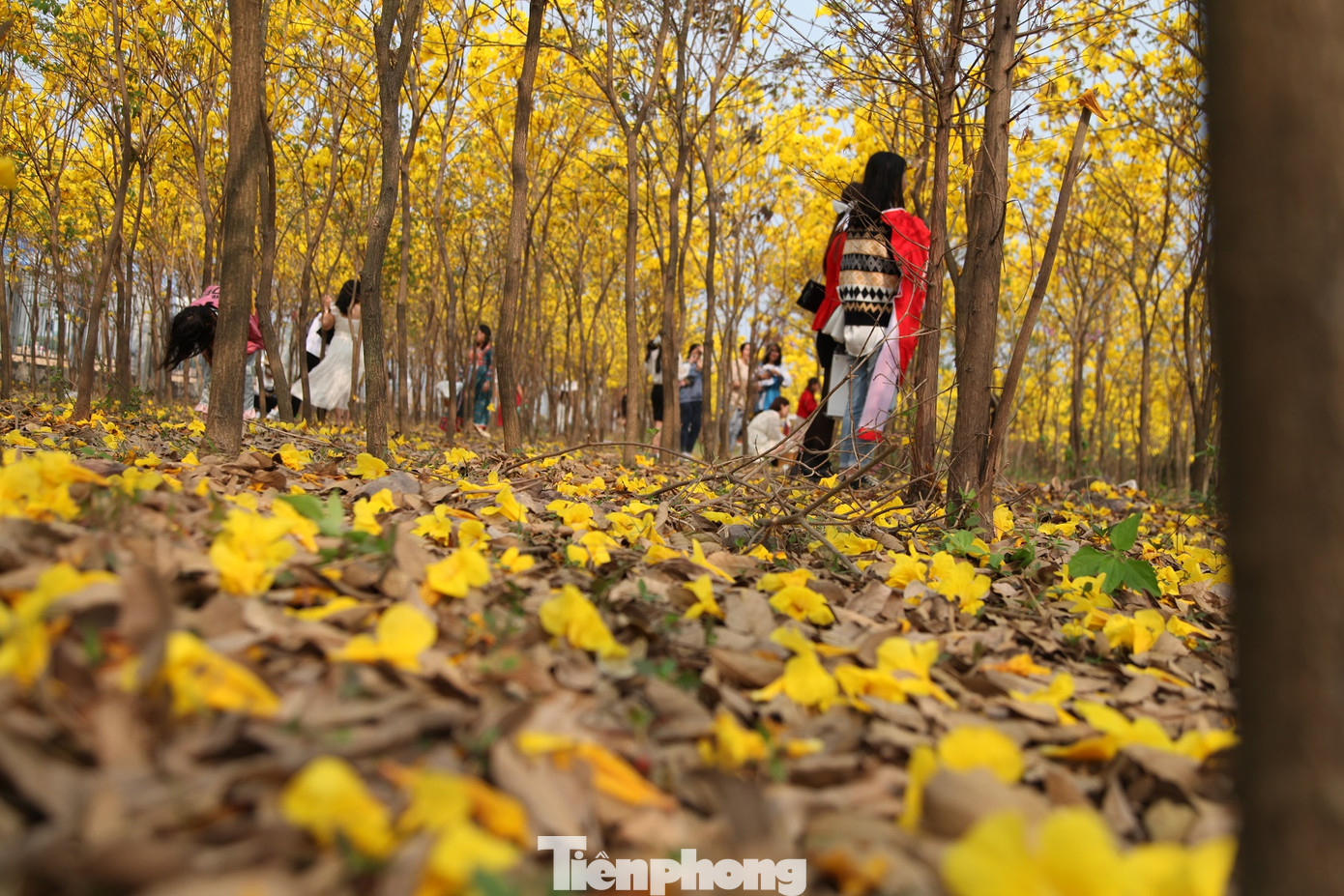 Nghìn người đổ về chiêm ngưỡng vườn hoa Phong Linh vàng rực rỡ ở Bắc Giang ảnh 10