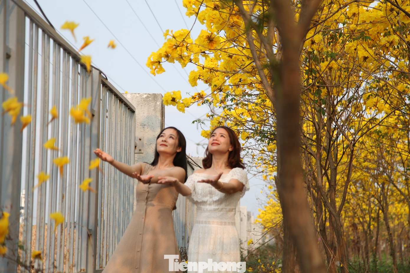 Nghìn người đổ về chiêm ngưỡng vườn hoa Phong Linh vàng rực rỡ ở Bắc Giang ảnh 8