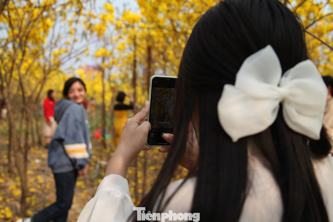 Nghìn người đổ về chiêm ngưỡng vườn hoa Phong Linh vàng rực rỡ ở Bắc Giang ảnh 3