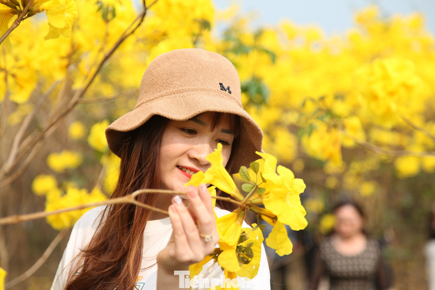 Nghìn người đổ về chiêm ngưỡng vườn hoa Phong Linh vàng rực rỡ ở Bắc Giang ảnh 12