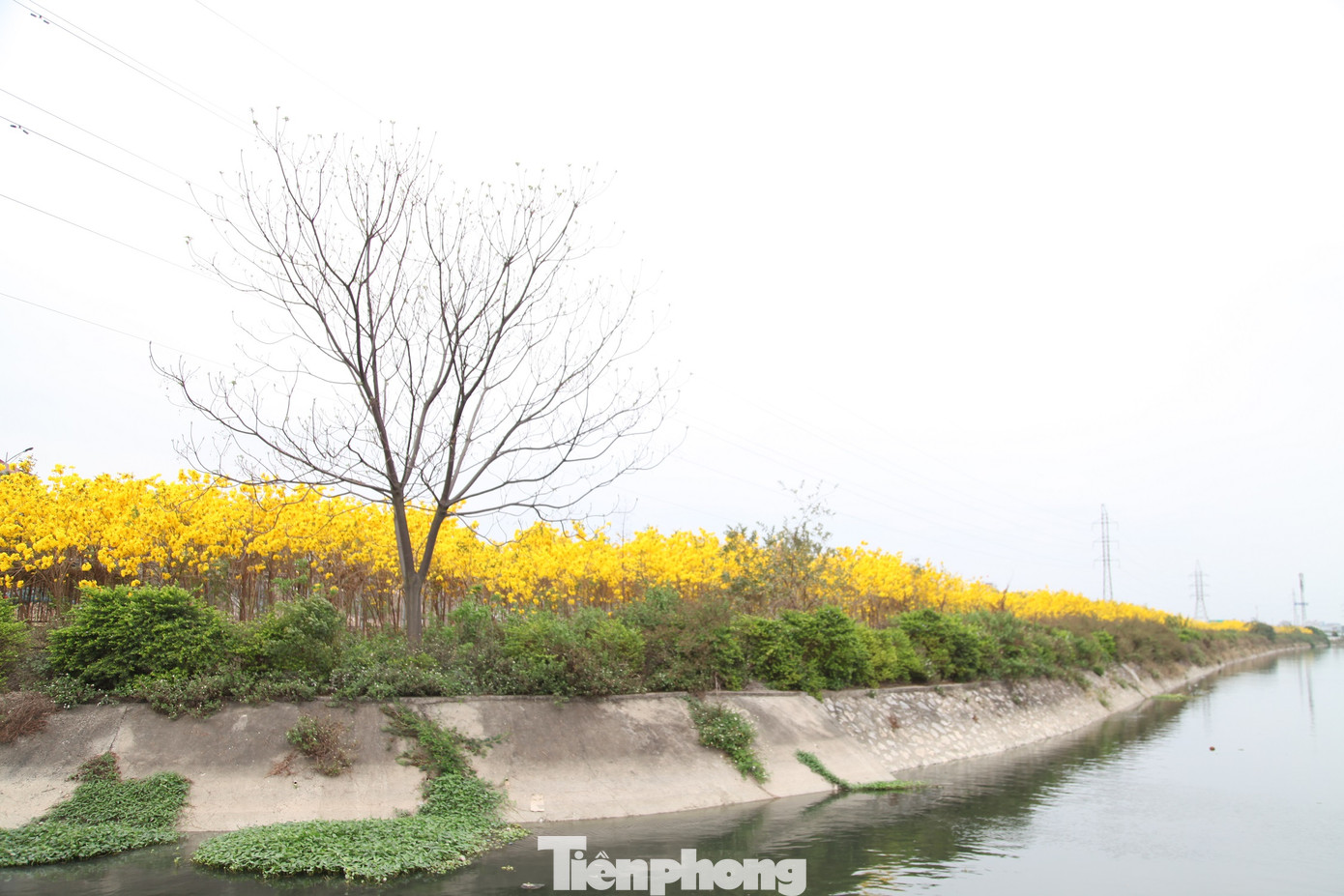 Nghìn người đổ về chiêm ngưỡng vườn hoa Phong Linh vàng rực rỡ ở Bắc Giang ảnh 1