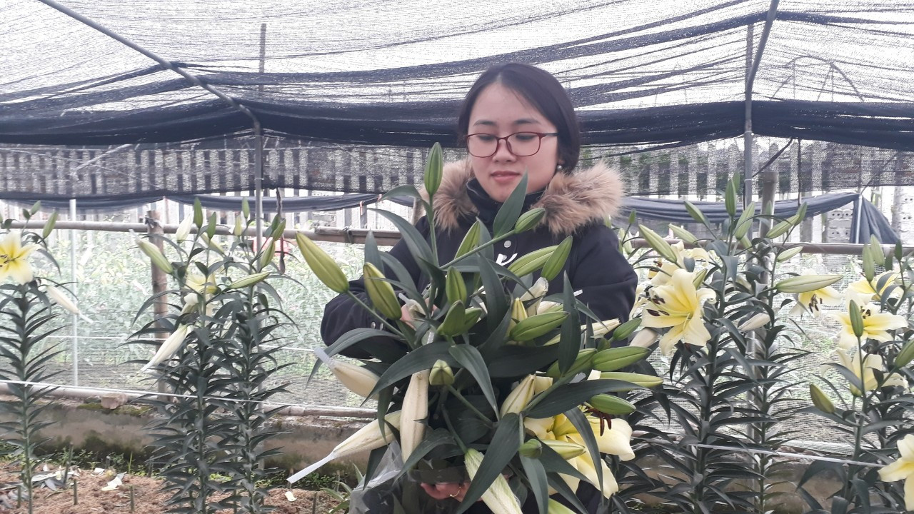 Bên trong vựa hoa lớn nhất Bắc Giang ngày giáp Tết ảnh 5