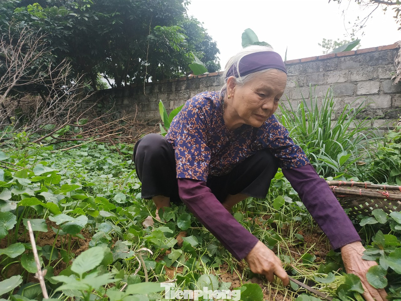 Cụ bà bán rau 79 tuổi ủng hộ tiền chống dịch COVID -19 ảnh 1