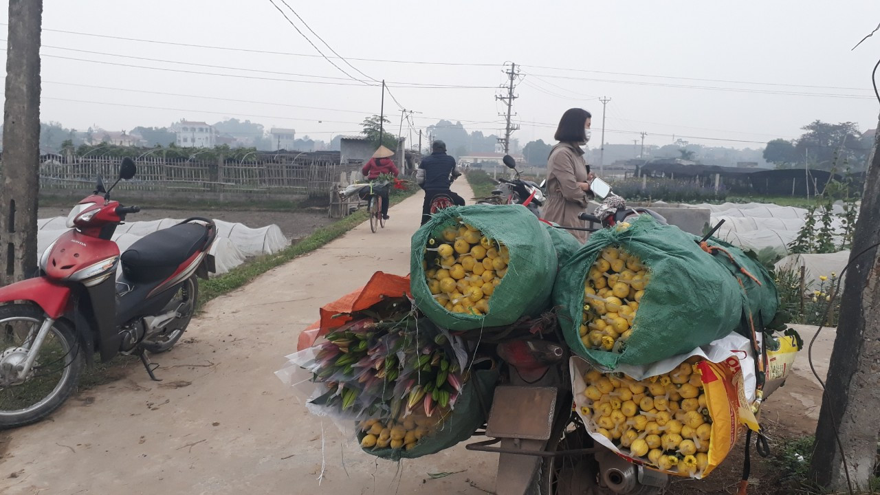 Bên trong vựa hoa lớn nhất Bắc Giang ngày giáp Tết ảnh 9