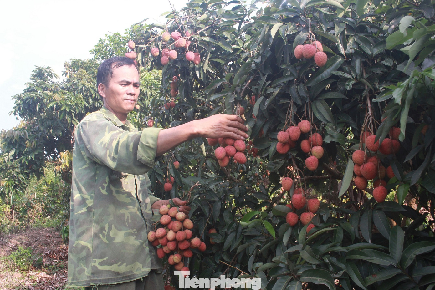 Nhật Bản cấp bằng bảo hộ chỉ dẫn địa lý cho vải thiều tỉnh Bắc Giang ảnh 1