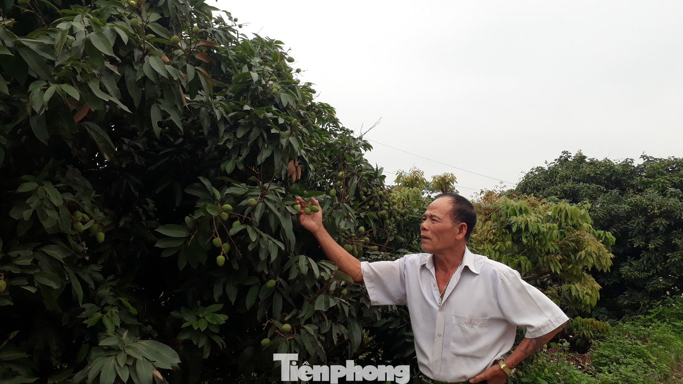 Lên phương án cách ly thương nhân nước ngoài để bán vải thiều ảnh 1