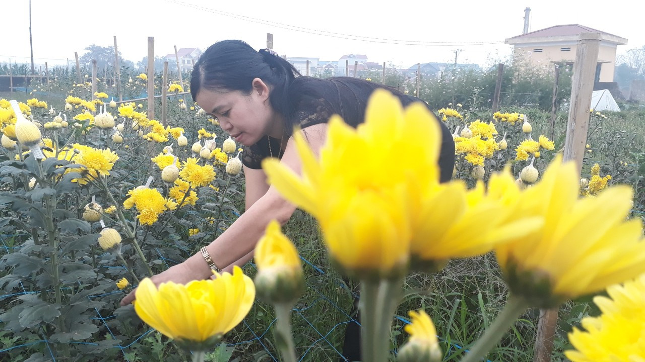 Bên trong vựa hoa lớn nhất Bắc Giang ngày giáp Tết ảnh 8