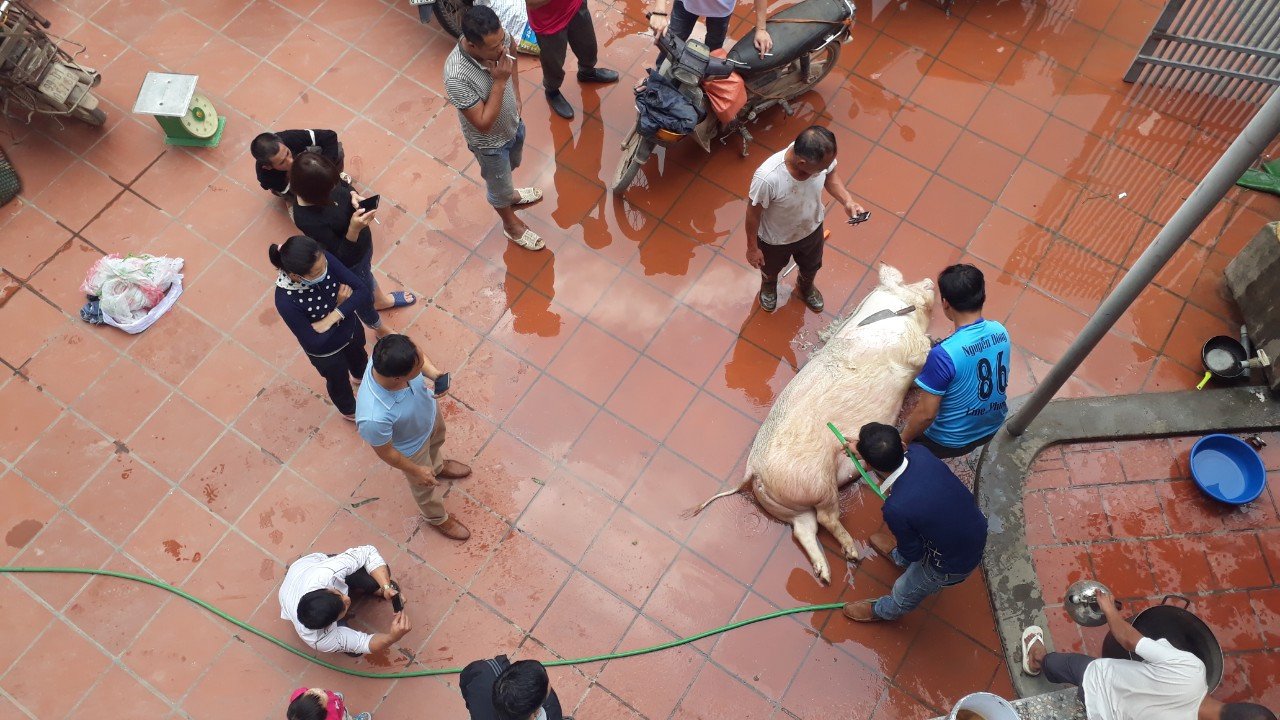 Giá tăng kỷ lục, người dân quê vẫn tưng bừng đụng lợn đón Tết ảnh 1