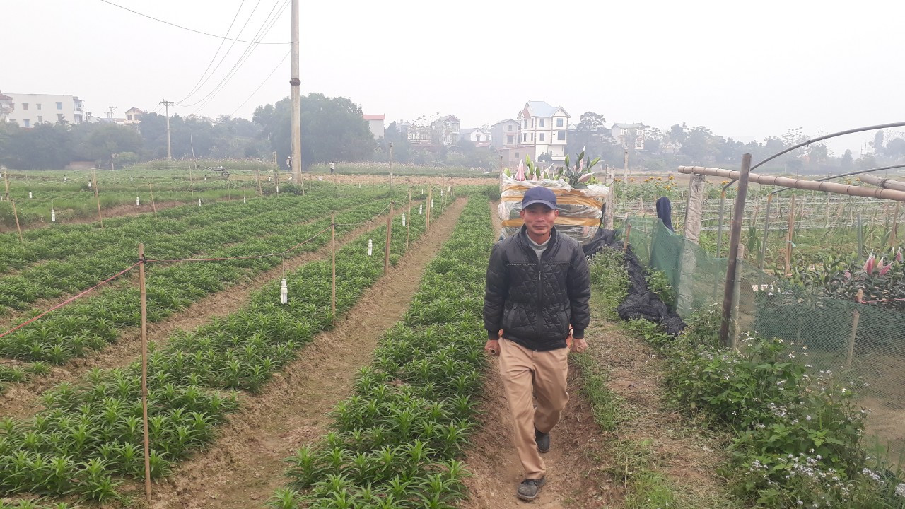 Bên trong vựa hoa lớn nhất Bắc Giang ngày giáp Tết ảnh 6