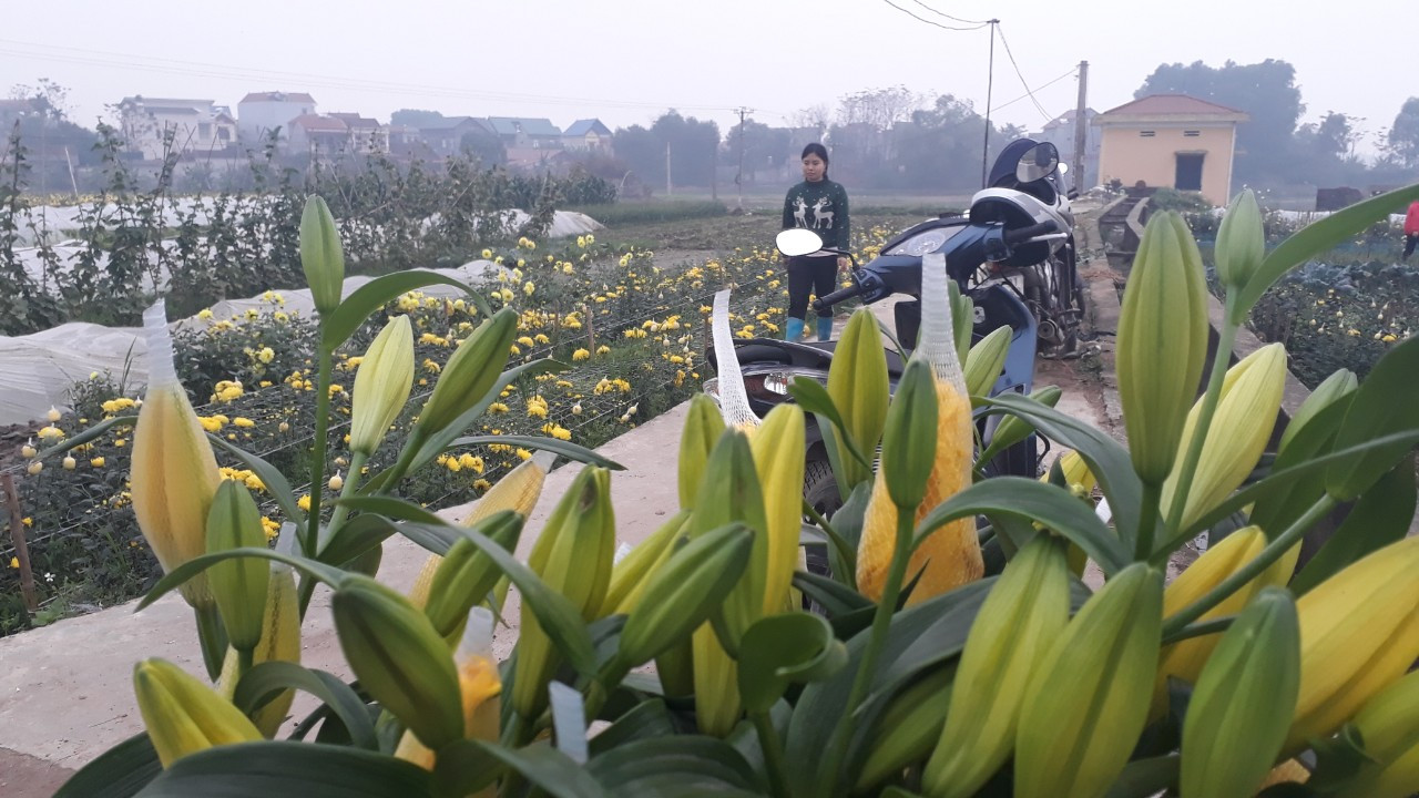 Bên trong vựa hoa lớn nhất Bắc Giang ngày giáp Tết ảnh 7