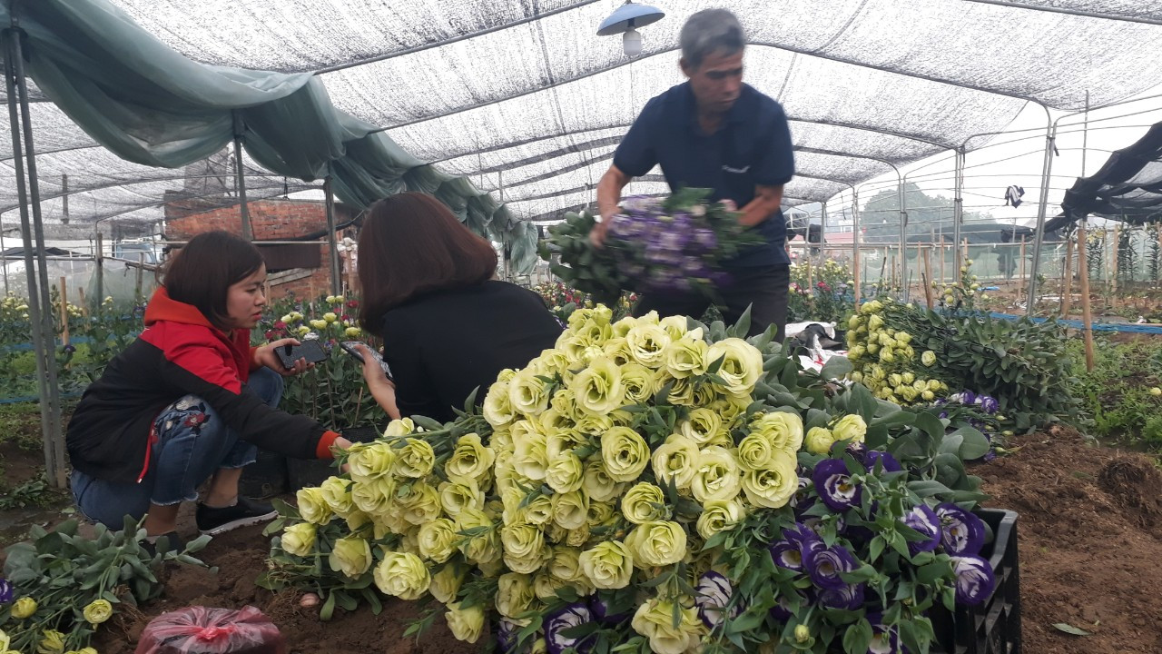 Bên trong vựa hoa lớn nhất Bắc Giang ngày giáp Tết ảnh 4