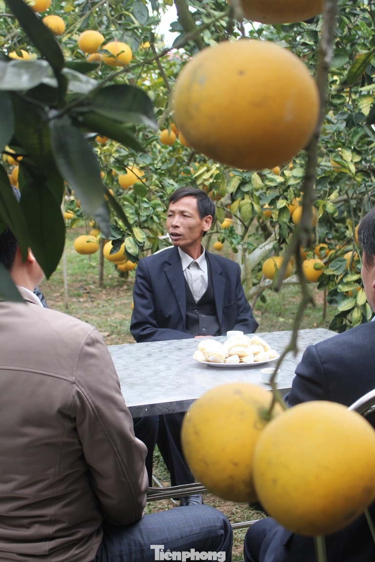 Mãn nhãn vườn cây quả vàng rực rỡ trước Tết ở Bắc Giang ảnh 7