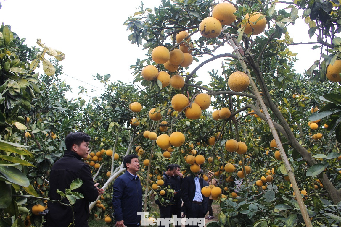 Mãn nhãn vườn cây quả vàng rực rỡ trước Tết ở Bắc Giang ảnh 5