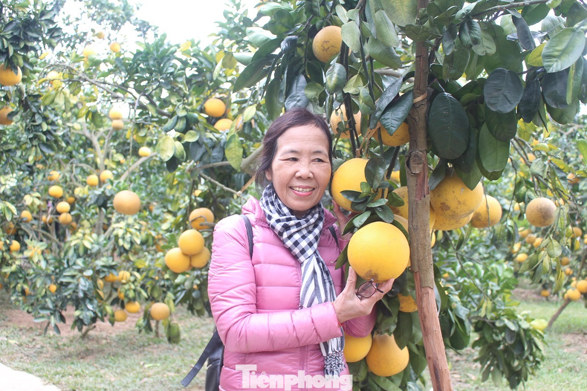 Mãn nhãn vườn cây quả vàng rực rỡ trước Tết ở Bắc Giang ảnh 6